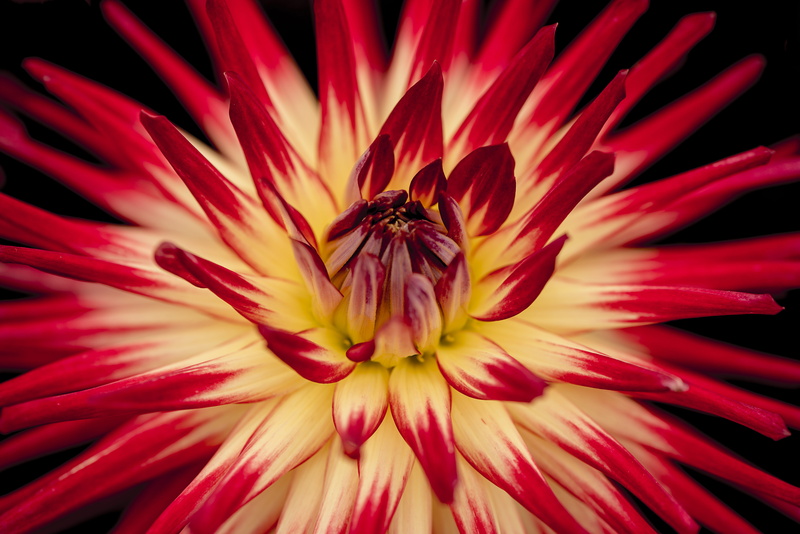 fragility, pink Color, insect, yellow, red, photography, photo, white, animal, petaled, closeup, 5K, red Dahlia, animals in the wild, invertebrate, pollen