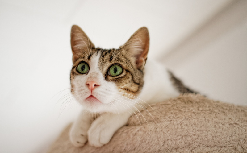 domestic cat, animal eye, Eyes, Tiger, domestic animals, studio shot, one animal, vertebrate, whisker, White, Bruno, Pets, domestic, feline, no people