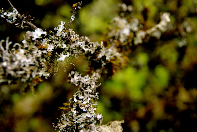 winter, 4K, moss, outdoors, selective focus, nature, trail, united states, hike, lichen, no people, brisbane, day, branches, cold temperature, land, growth
