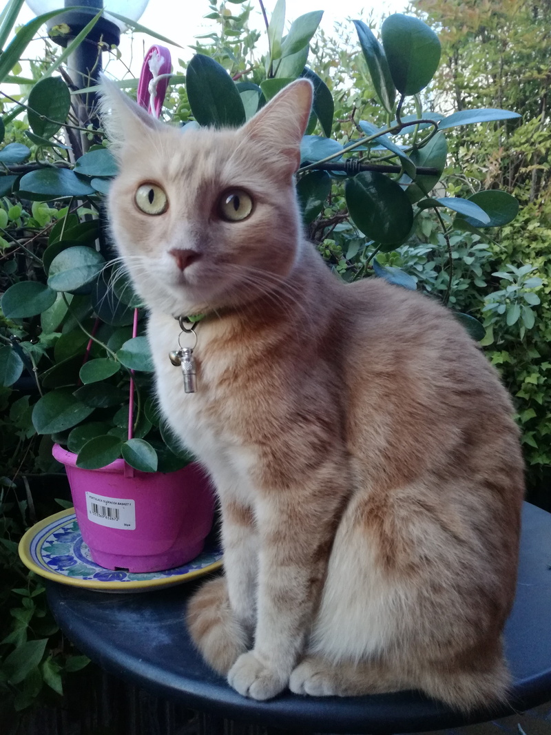 via giordano bruno, one animal, potted plant, italy, mammals, sitting, petfriend, vertebrate, milan, companion, cat, domestic, animal, milano, happyness