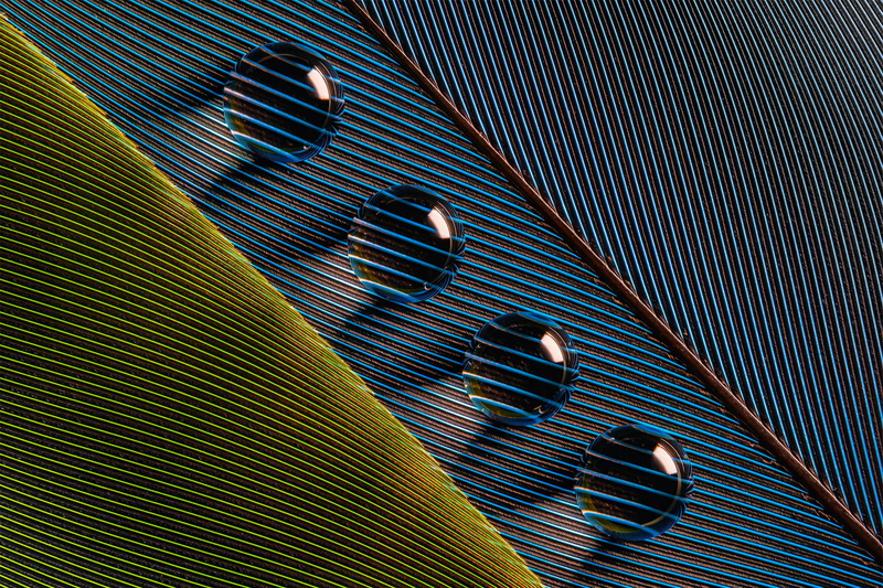 1080P, Bruno Militelli, leaves, closeup, photography, macro, water drops, lines, shadow