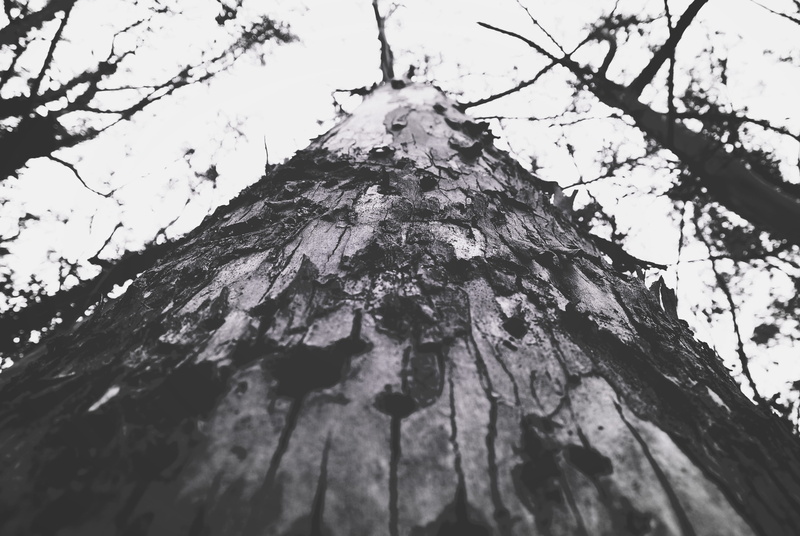 outdoors, 4K, day, growth, directly below, nature, low angle view, brisbane, trees, branch, beautiful, no people, black and white, trunk, clear sky, textured
