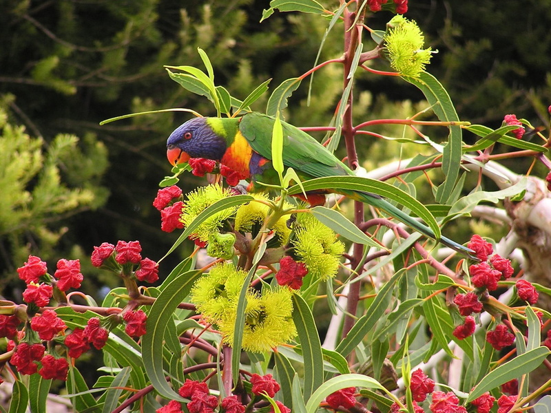flowering gum tree, parrot, australia, rainbow lorikeet, 1080P, gum, flowering, lorikeet, bird, animals
