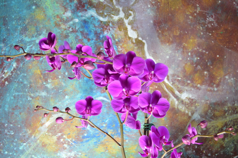 elegant, phalaenopsis, Orchid, freshness, outdoors, bloom, floral, art, bright, focus, close-up, growth, natural, blooming, branch, purple, Painting, 5K