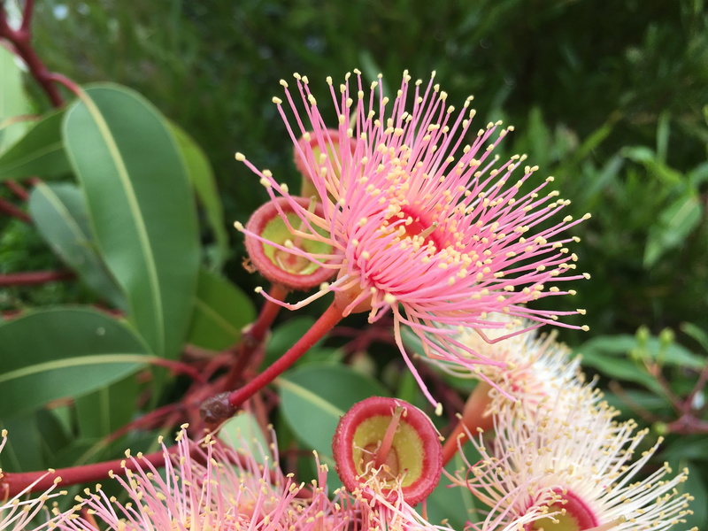 freshness, 4K, photography, petal, growth, purple, eucalyptus, petaled, australia, nature, plant, plant part, beauty in nature, leaf, flower head, green color