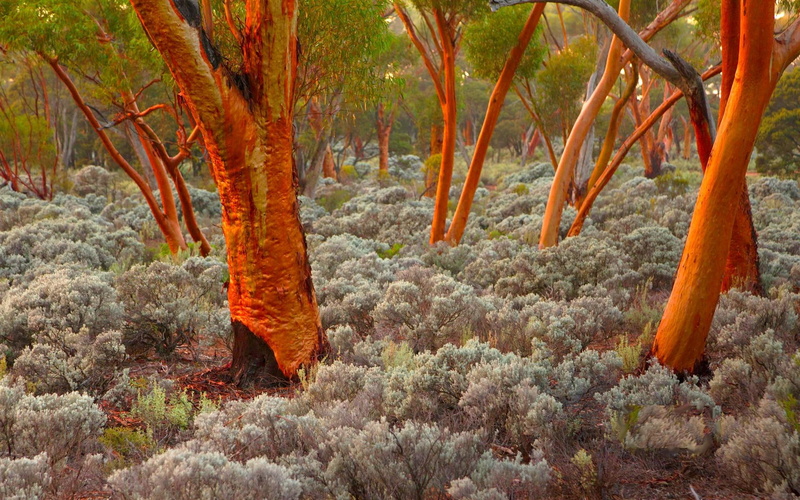trees, nature and landscapes, eucalyptus, australia, 1080P, nature
