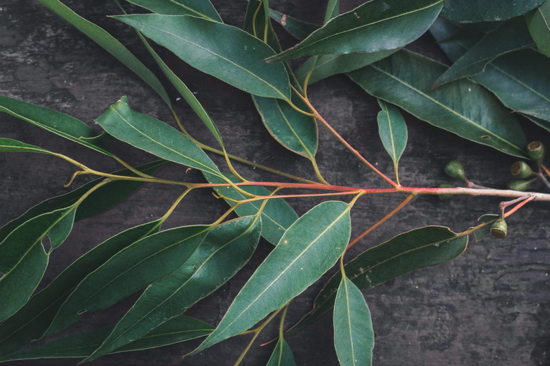 leaf vein, leaves, gum tree, australia, plant stem, growth, directly above, outdoors, nepean river, freshness, eucalyptus, tranquility, 5K, no people
