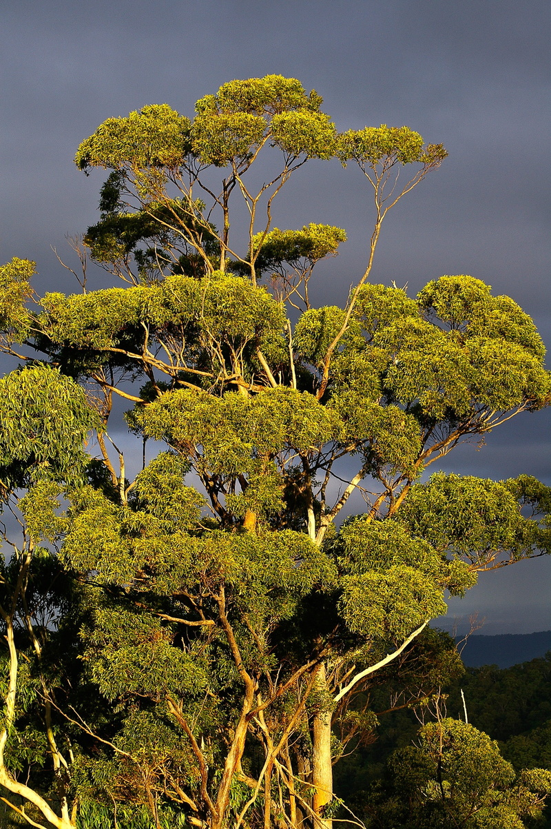 tranquil scene, non-urban scene, lake, scenics - nature, plant, tranquility, growth, beauty in nature, 2K, scenics, outdoors, Forest, Eucalyptus, grey sky