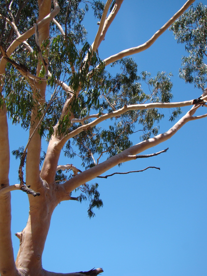 nature, Australia, plant, flora, branch, human arm, blue, eucalypt, no people, day, growth, sunny, tranquility, native, sky, sunlight, clear sky, trunk
