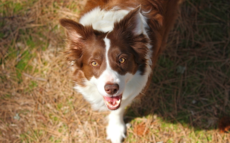 brown, border, outdoors, red, funk, sheepdog, muzzle, one Animal, border Collie, portrait, animal Head, domestic Animals, spotted, looking at camera, 2K