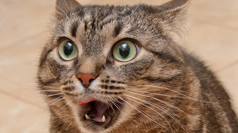 animal head, funk, tabby, animal, face, animal mouth, eye, whisker, vertebrate, domestic animals, feline, domestic, gray, close-up, animal eye, animal body part