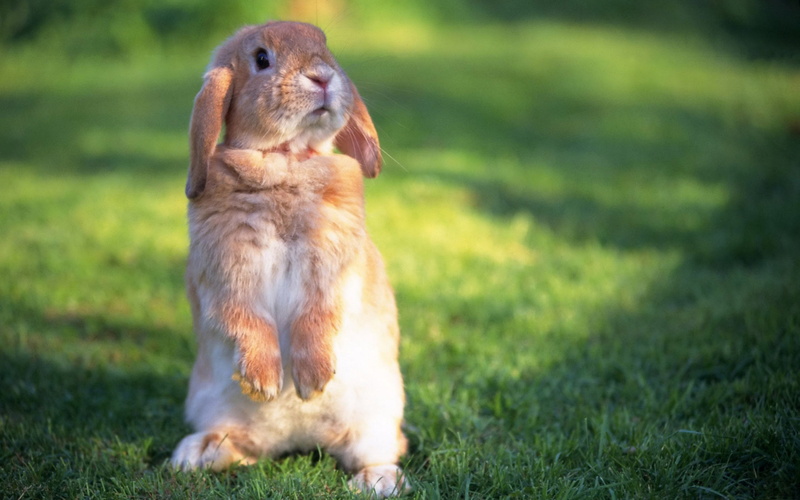 nature, mammal, 2K, cute, whisker, plant, day, full length, outdoors, rabbit, sitting, small, brown, looking, park - Man Made Space, animal, summer, grass
