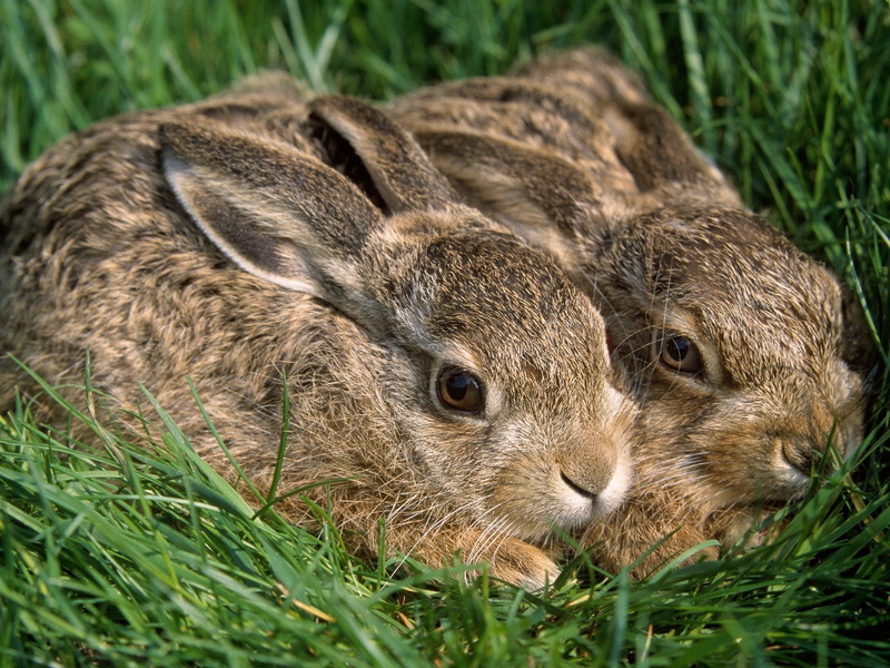 mammal, animals in the wild, grass, rodent, funk, two, plant, 720P, outdoors, vertebrate, animal head, rabbits, animal wildlife, nature, no people, hiding