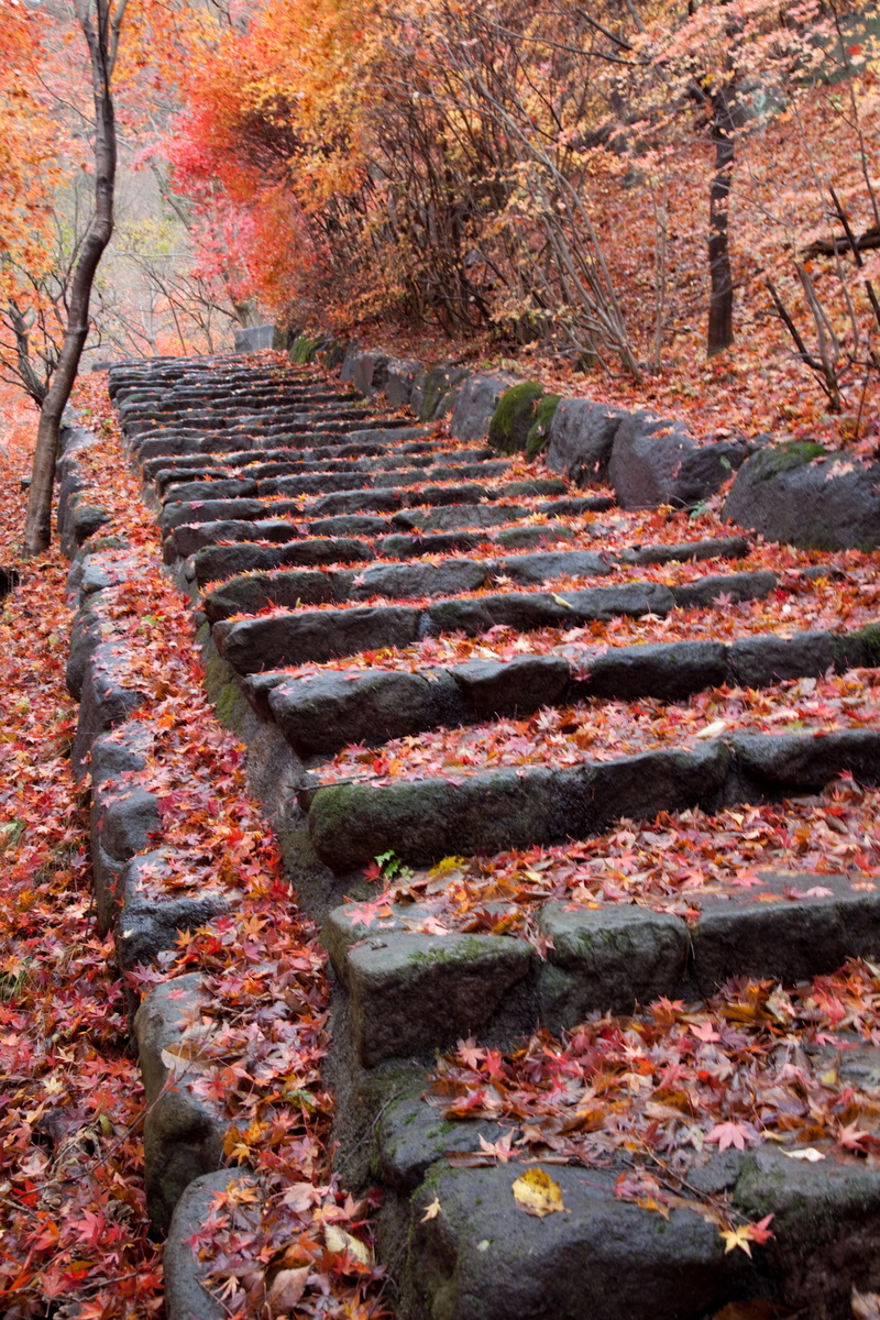 concrete, red, leaf, Ikaho, Travel, 5K, plant, nature, pathway, black, autumn, trees, season, outdoors, Fall