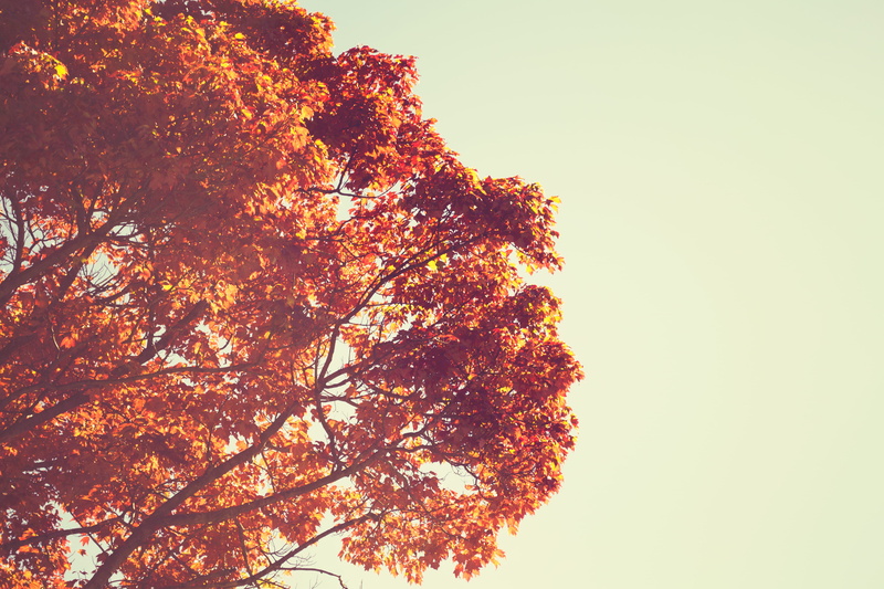 sunlight, natural condition, change, Fall, plant, copy space, tranquility, backgrounds, forest, no people, low angle view, vintage, growth, orange color