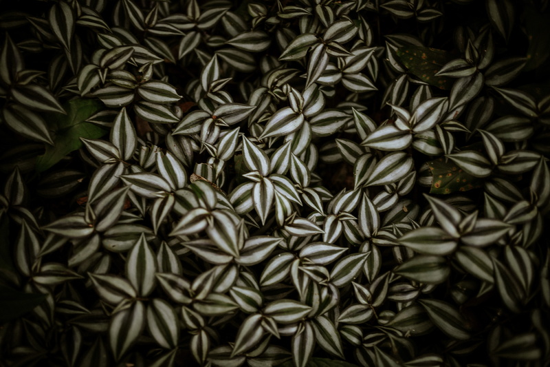 nature plants flowres, anise, high angle view, 5K, lute, pottery, leaf, nature, fruit, seed, vegetable, gourd, growth, plant, beauty in nature, painting