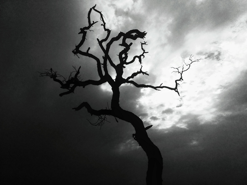 stencil, nature, oak, cloud - sky, bird, 2K, outdoors, flower, trunk, crow, tree trunk, dead plant, flying, day, silhouette, tranquility, plant, scenics - nature