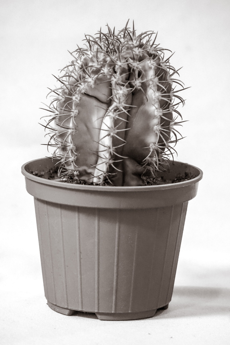 Cactus, life buoy, food, thorn, day, indoors, wren, inflatable, animal, tire, plant, bathtub, growth, dutch oven, bird, art and craft, flower pot, bucket