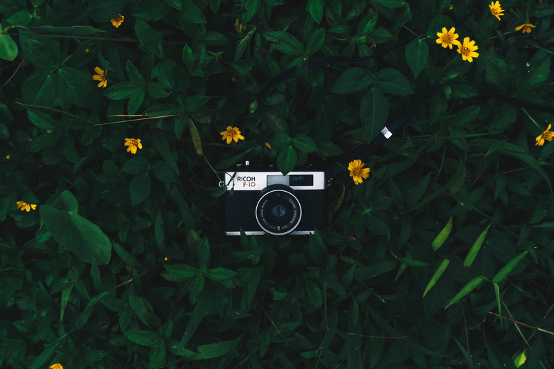 daisy, daisies, camera, 5K, flower head, outdoors, photography themes, technology, no people, grey, photographic equipment, growth, film camera, flat lay