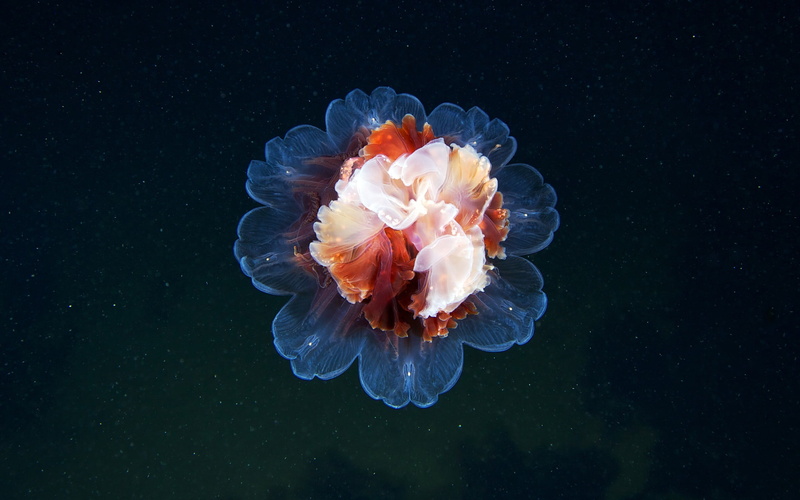 white, water, jellyfish, marine, invertebrate, swimming, flower head, underwater, outdoors, sea, blue, beauty in nature, no people, flowers, 2K, undersea