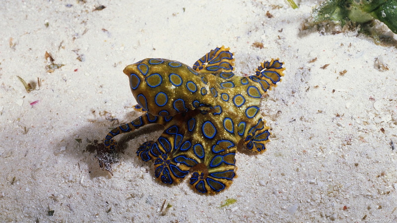 underwater, blue, beauty in nature, one animal, animal themes, ecosystem, no people, water, vertebrate, animal wildlife, land, sand, nature, 1080P, undersea