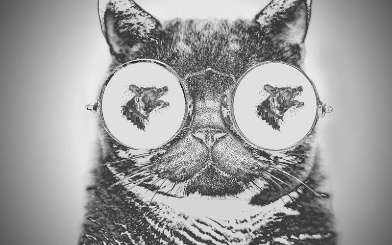 one animal, dog, domestic animals, animal head, animal eye, indoors, 4K, portrait, animal, animal nose, domestic cat, pets, animals, mammal, animal themes