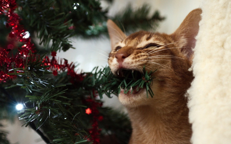 cat, nibble, 1080P, spruce