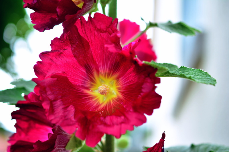 stock rose, common peony, hollyhock, stock rose garden, flowering plant, alcea, beauty in nature, flower head, inflorescence, outdoors, no people, springtime