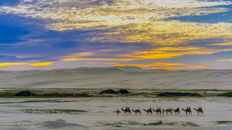 animals in the wild, remote, sand, large group of animals, group of animals, clouds, sea, animal, nature, camels, cloud - sky, scenics - nature, sky, dunes