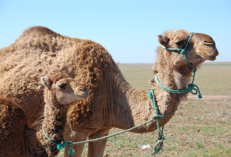 nature, baby, transportation, child, travel, desert, dromedary Camel, marroc joins juncadella at, mammal, herbivorous, land, bridle, Mother, no people