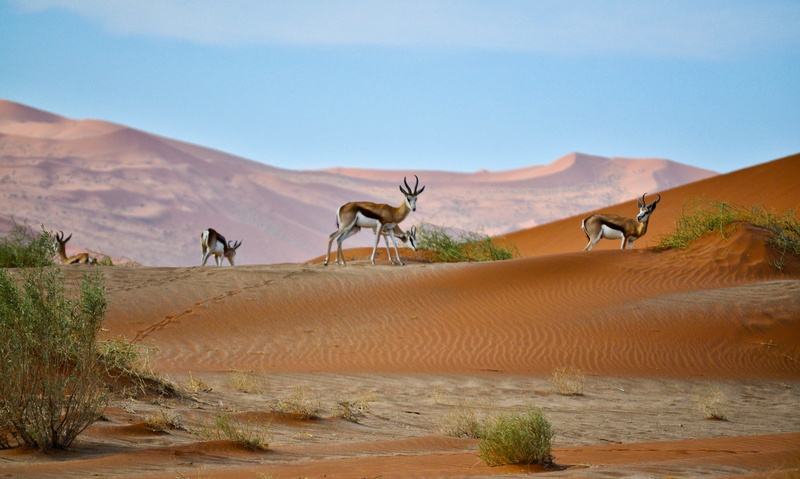 dry, mountain, safari Animals, shrub, dessert, animals In The Wild, daytime, domestic animals, animal wildlife, travel Locations, africa, no people, climate