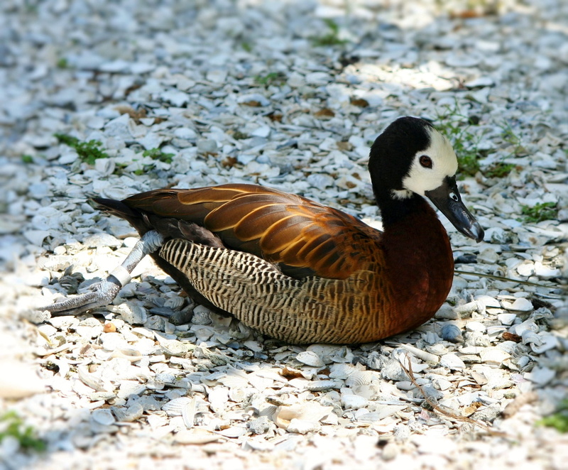 whistling, 1080P, solid, lake, bird, beak, fowl, no people, animal wildlife, wildlife, white, gander, wing, animal, poultry, White Faced Whistling Duck