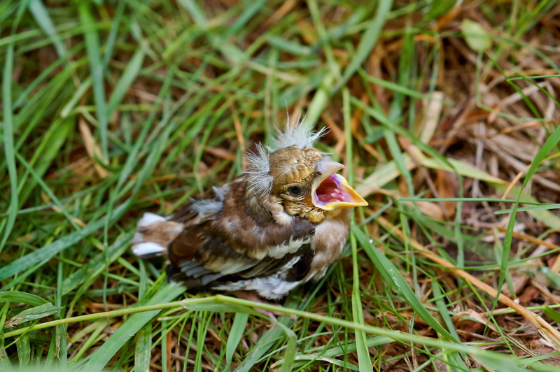 white, life, bird, mouth open, little, vertebrate, green, jack, animal themes, branch, animal, selective focus, blue, grass, sun, 4K, habitat, natural