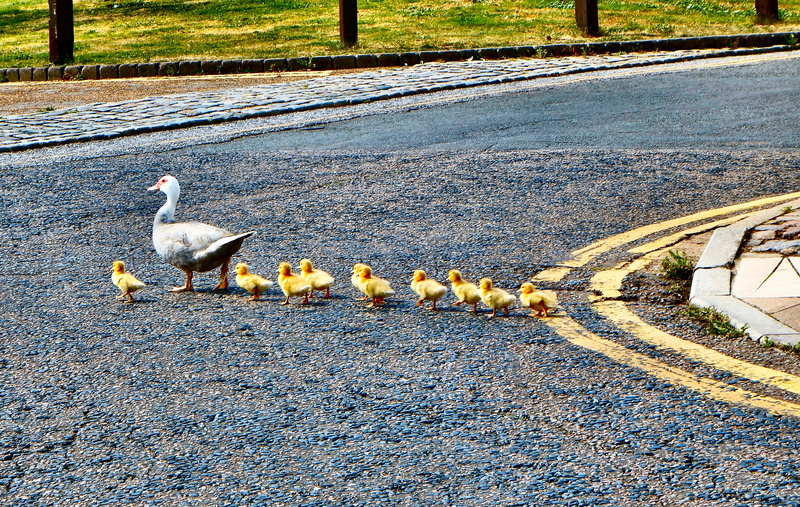 cute, group of animals, street, young, outdoors, bird, day, transportation, white, 4K, wild, perching, symbol, nature, asphalt, baby, outdoor, parent