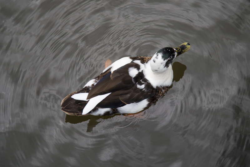 4K, water, pond, animal, avian, mandarin duck, feathers, water bird, white, no people, wild, waterfront, nature, mallard, outdoors, animal wildlife, high angle view