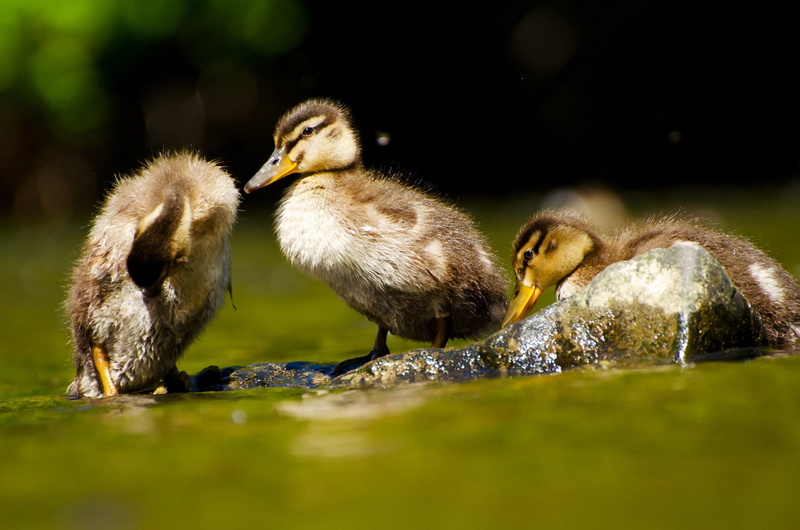 animal, park, wild, anatidae, platyrhynchos, duck, bird, young bird, group of animals, mallard, cygnet, zoology, animals, head, animal family, leaf, two animals