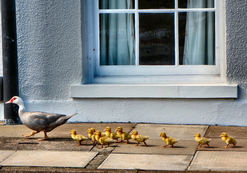 walking, young animal, outdoors, architecture, window, pets, mother, no people, small, duck, mallard, ducks, animal themes, nature, livestock, group of animals