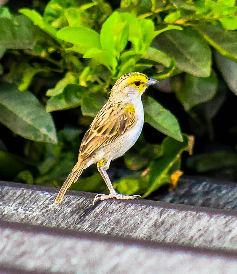 avian, green color, wildlife, wing, animal, little, biology, vertebrate, wood - material, bird, outdoors, perching, brown, side view, animals in the wild