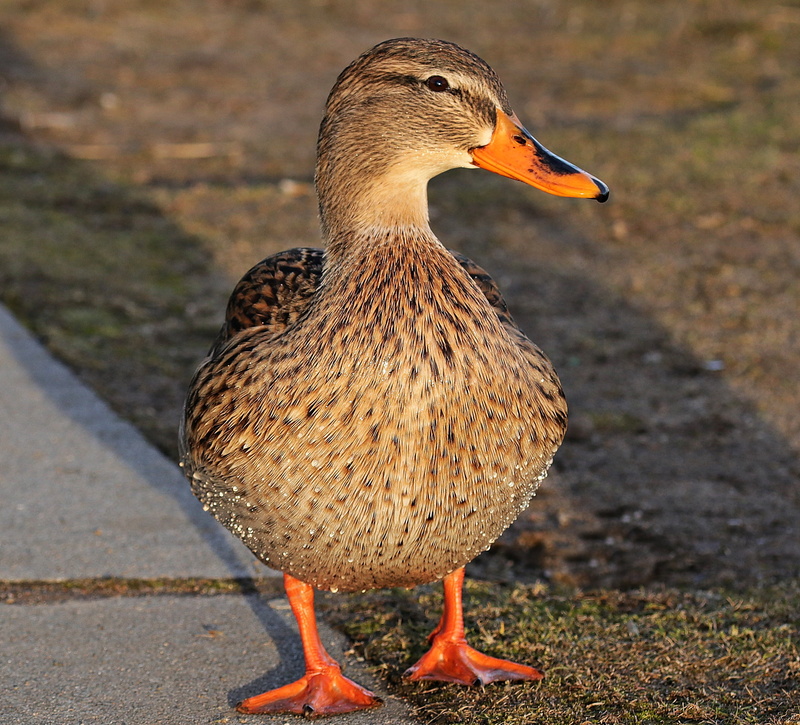 waterfowl, female, species, animal neck, brown, vertebrate, beak, animal body part, no people, aquatic animal, animal themes, nature, poultry, animal wildlife
