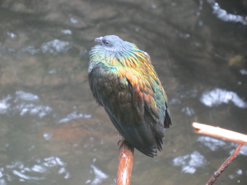 one animal, observation, avian, perching, species, wild, herbivore, habitat, animal themes, Animal, creature, branch, exotic, zoology, Nicobar Pigeon, eagle