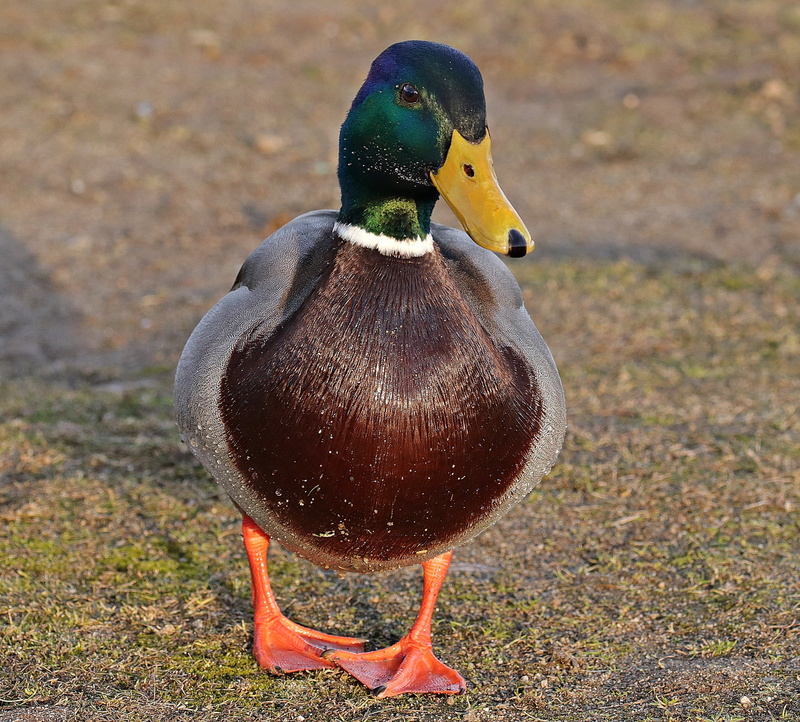 animal portrait, winter, close-up, animal, aquatic animal, poultry, waterfowl, plumage, duck head, 2K, outdoors, close, wildlife photography, bird, males