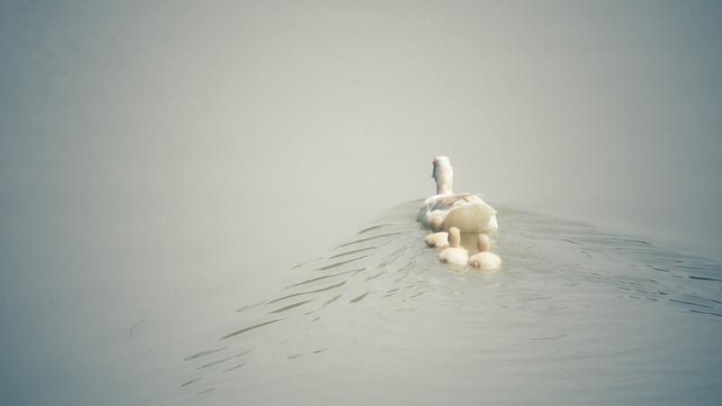 river, vertebrate, duckling, day, lake, swan, daytime, no People, pond, one animal, summer, mom, cygnet, affectionate, outdoors, body of water, wildlife
