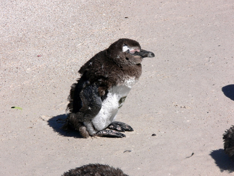 environment, dom, animal, flightless, vertebrate, sand, bird, one animal, Beach, high angle view, land, no people, beak, antarctica, zoology, wilderness