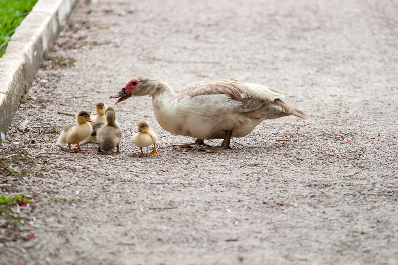 feather, livestock, no people, animal themes, animal, day, pets, ducks, duck, gosling, vertebrate, avian, animal family, domestic animals, wildlife, ducklings