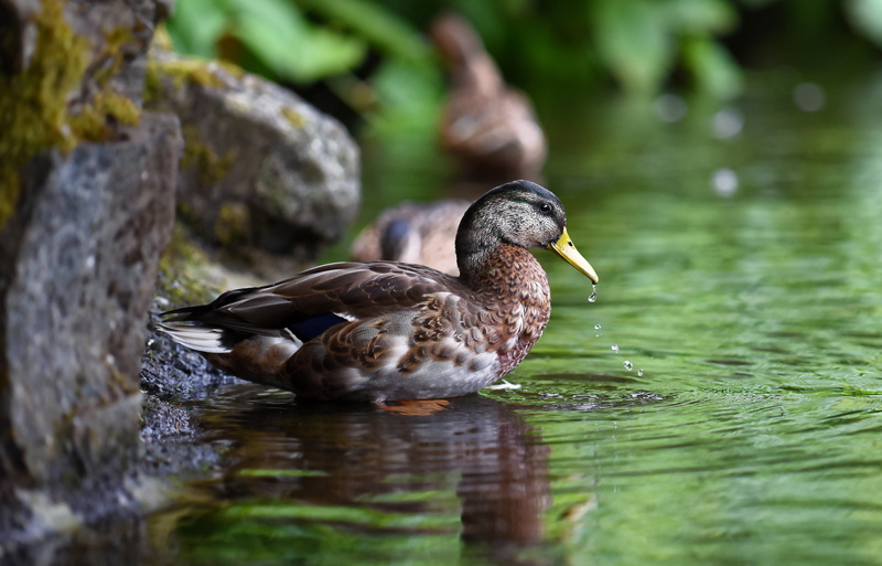aquatic, fauna, day, wet, landscape, winged, 5K, waterfront, mallard, wing, pond, scenery, animal themes, ripples, mallard duck, lake, beak, animal wildlife