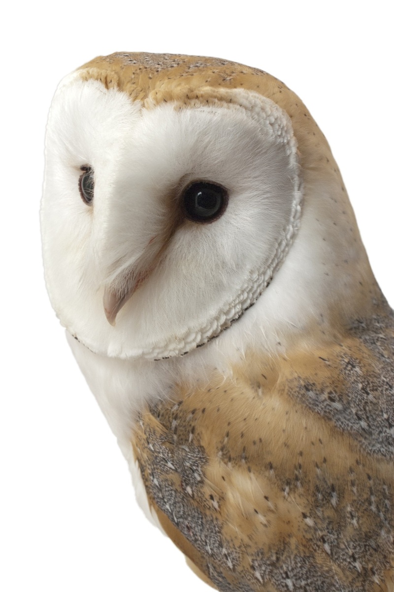 animal head, vertebrate, looking at camera, bird, domestic, close-up, flight, alert, brown, studio Shot, face, animal, animal wildlife, prey, feather, wings
