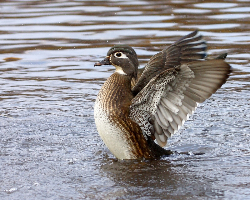 outdoors, wiggle, lake, body, spread wings, animal wildlife, animal themes, animal wing, no people, animal, day, duck, one animal, ohio, bird, poultry