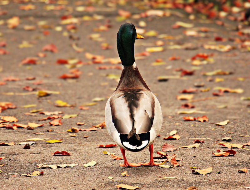 leaves, mallard, poultry, plumage, fauna, nature, land, focus on foreground, full length, species, from the rear, drake, white, animal wildlife, aquatic animal