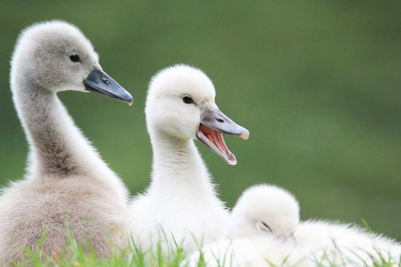 young, togetherness, ducks, day, animals in the wild, plumage, ornithology, focus, photography, feathers, water bird, animals, animal wildlife, focus on foreground