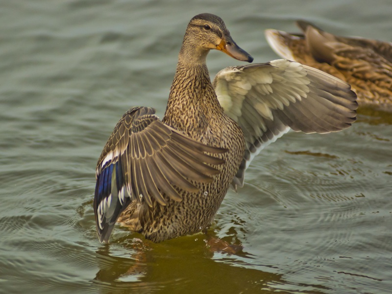 brown, water bird, feather, majestic, waterfront, wilderness, flying, fly, poultry, pond, day, avian, spread wings, wings, 1080P, mammal, bird, nature